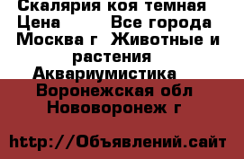 Скалярия коя темная › Цена ­ 50 - Все города, Москва г. Животные и растения » Аквариумистика   . Воронежская обл.,Нововоронеж г.